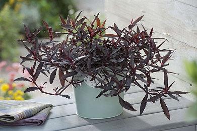 《夺宝奇兵：古老之圈》抢先体验版无法支持路线追踪