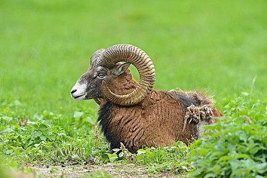 《无双大蛇2：最终终极版》在澳大利亚通过评级