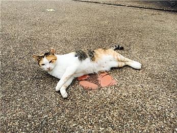 传闻：《死亡岛2》将在2022科隆游戏展上重新公布